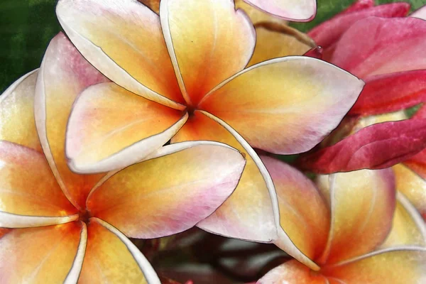 Akvarell Rosa Blommor Frangipani Plumeria — Stockfoto