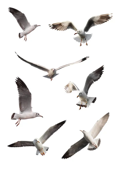 Set Seagulls Isolated White Background — Stock Photo, Image