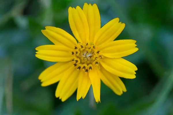 Acuarela Flor Coreopsis Coreopsis Ferulifolia — Foto de Stock