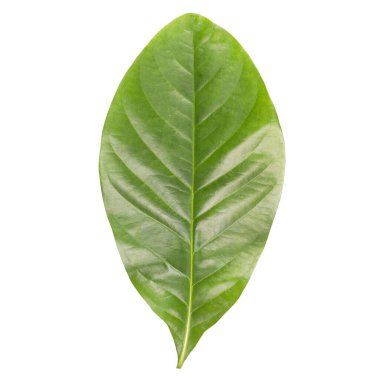 Beyaz arkaplanda yeşil yaprak izole edildi - kırpma yolu