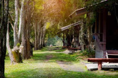 Bahçesinde ağaç olan yürüyüş yolu, Güzellik doğası sahnesi. 
