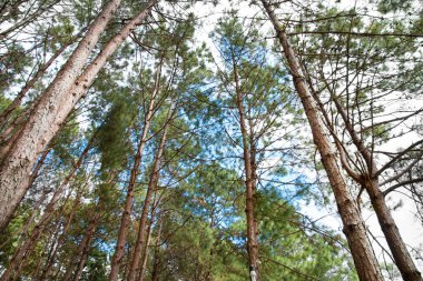 Güneşli bir gün ormanda çam