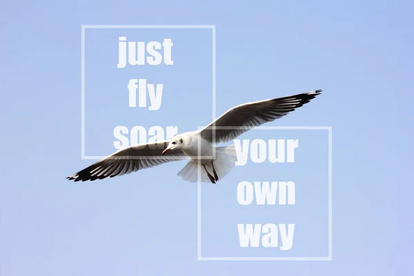 Cita Inspiradora Con Gaviota Volando Entre Cielo Azul Motivación Creativa —  Fotos de Stock