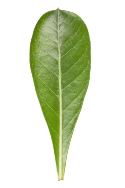 Hoja Verde Aislada Sobre Fondo Blanco Camino Recorte — Foto de Stock