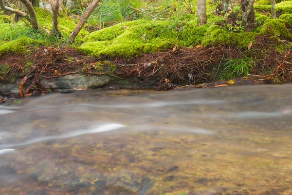 Krásná Scenérie Klidný Horský Potok Tekoucí Zeleném Lese Selektivní Zaměření — Stock fotografie
