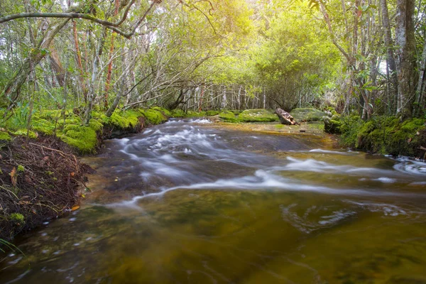 Hermoso Paisaje Tranquilo Arroyo Agua Montaña Que Fluye Bosque Verde — Foto de Stock