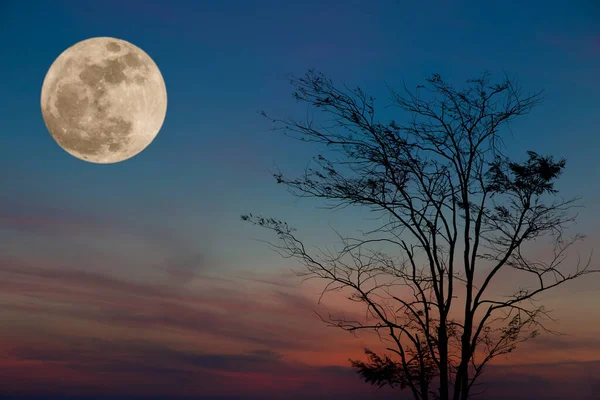 Silhouette Eines Baumes Mit Mond Dramatischem Licht — Stockfoto