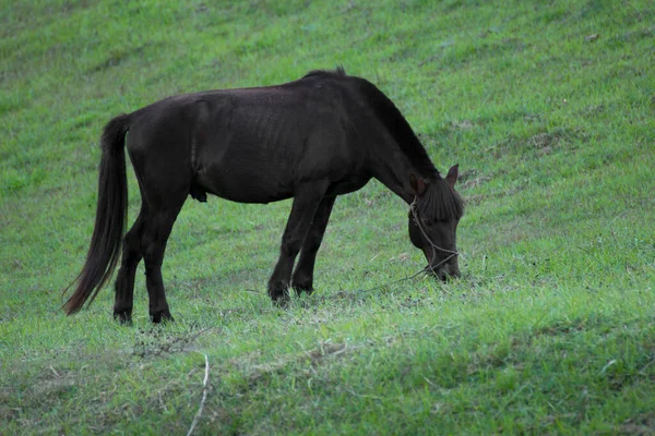 Musta Hevonen Seistä Niityllä — kuvapankkivalokuva