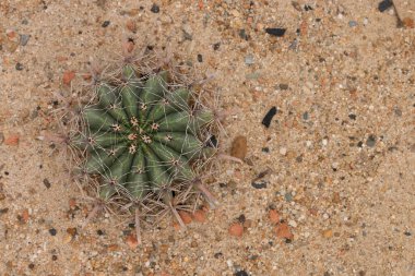 Kumda küçük bir kaktüs.