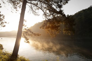 Göl kenarındaki ormanın sakin manzarası - seçici odaklanma.