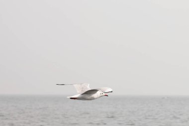 Martılar denizin üzerinde uçuyor.