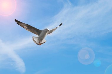 Mavi gökyüzü arasında uçan martıları