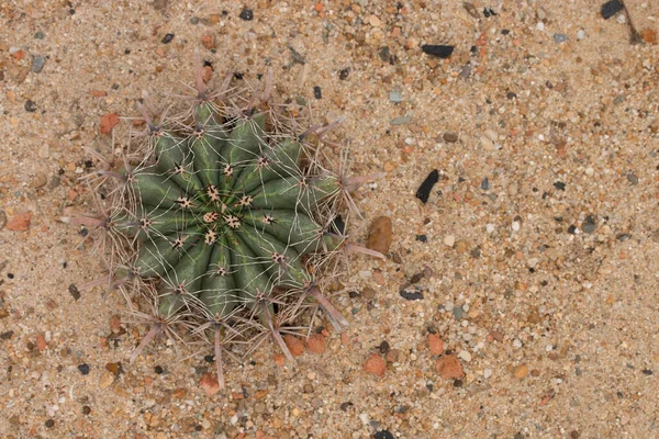 Kumda küçük bir kaktüs.
