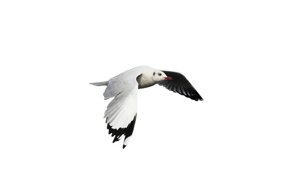 Gabbiano Che Vola Isolato Sfondo Bianco — Foto Stock