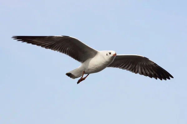 Seagulls Flying Blue Sky — Stock Photo, Image