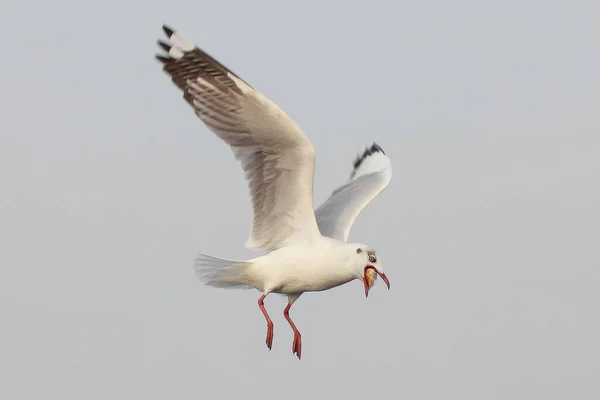 Burung Camar Makan Makanan Langit — Stok Foto