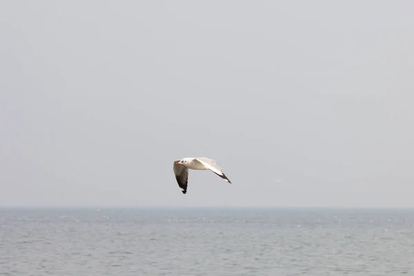 Burung Camar Terbang Atas Laut — Stok Foto