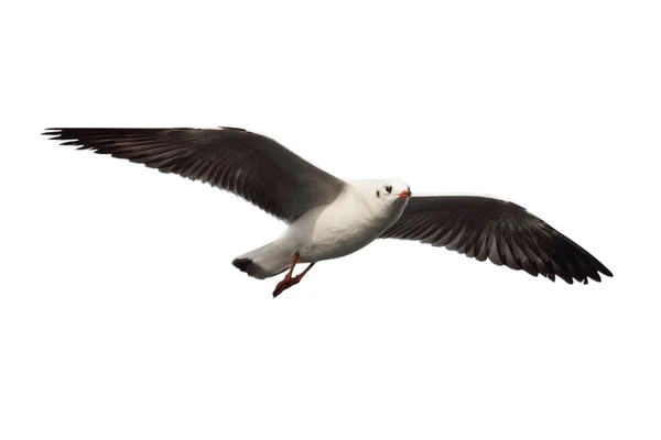 Mouette Volant Isolée Sur Fond Blanc Trajectoires Coupe — Photo