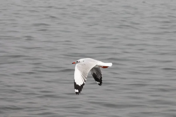 Burung Camar Terbang Atas Laut — Stok Foto