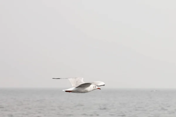 Möwen Fliegen Über Das Meer — Stockfoto