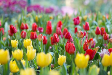 Güzel bir buket taze renkli laleler.. 