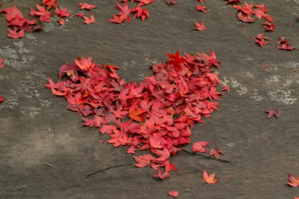Červený Javorový List Spadne Zem Během Podzimu — Stock fotografie