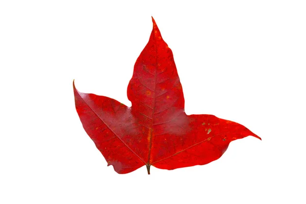 白い背景に孤立した手の中の赤いカエデの葉 クリッピングパス — ストック写真
