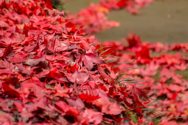 Red Maple Leaf Fall Ground Autumn — Stock Photo, Image