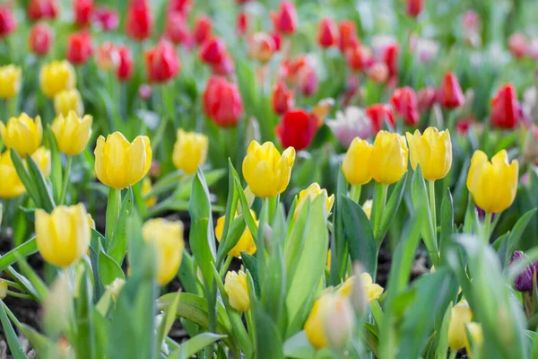 Beautiful Bouquet Fresh Colorful Tulips — Stock Photo, Image