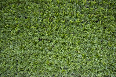 arka plan için duvara yerleştirin