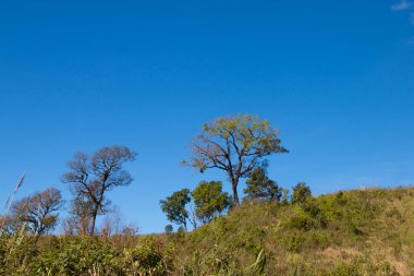 Arka planda mavi gökyüzü olan ağaç - manzara