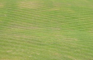 Arka plan olarak yeşil çim dokusu