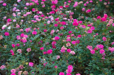 Bahçedeki minyatür gülü yakından çek, seçici odak