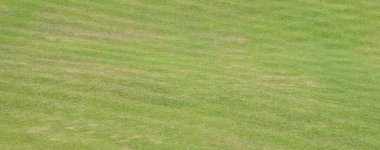 Arka plan olarak yeşil çim dokusu