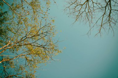 mavi gökyüzü arka plan ile ağaç dalı soyut - vintage tarzı