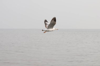 Martılar denizin üzerinde uçuyor.