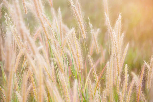 Zbliżenie Długiej Trawy Poruszającej Się Wietrze Tło Trzciny Łąkowej — Zdjęcie stockowe