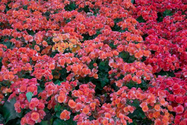 Fiore Begonia Arancione Giardino — Foto Stock