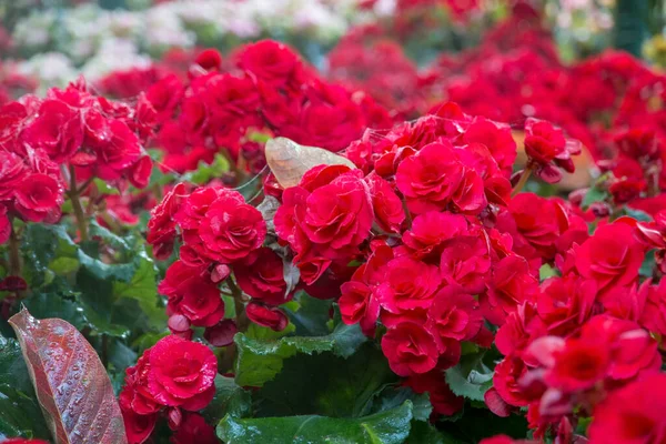 Vörös Begónia Virág Kertben — Stock Fotó