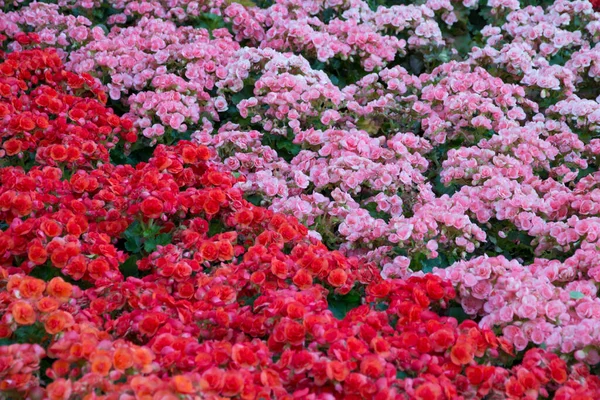 Rosa Rosso Begonia Fiore Giardino — Foto Stock