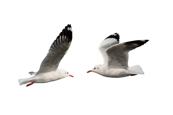 Gaviota Volando Aislada Sobre Fondo Blanco —  Fotos de Stock