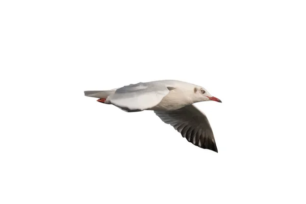 Gaviota Volando Aislada Sobre Fondo Blanco Recortando Caminos — Foto de Stock