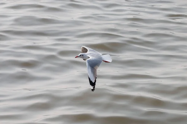 Burung Camar Terbang Atas Laut — Stok Foto