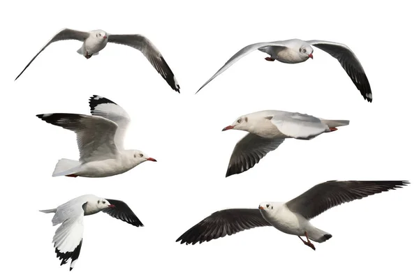 Set Seagulls Isolated White Background — Stock Photo, Image