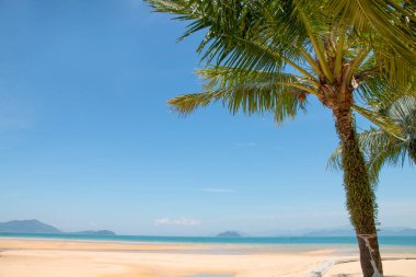 Rahatlatıcı sahne, Hindistan cevizi palmiyeli tropikal plaj