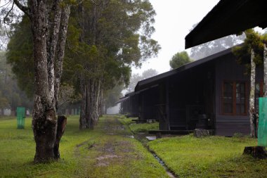 Bahçesinde ağaç olan yürüyüş yolu, Güzellik doğası sahnesi..