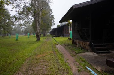 Bahçesinde ağaç olan yürüyüş yolu, Güzellik doğası sahnesi..