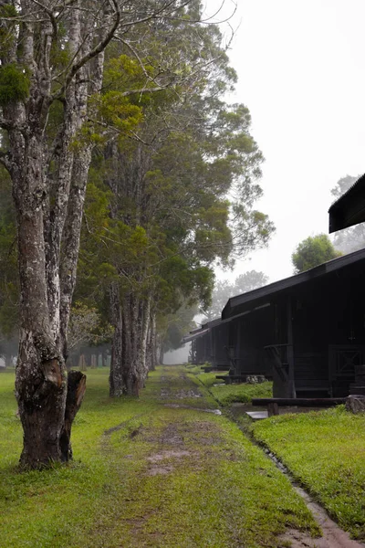 Bahçesinde ağaç olan yürüyüş yolu, Güzellik doğası sahnesi..
