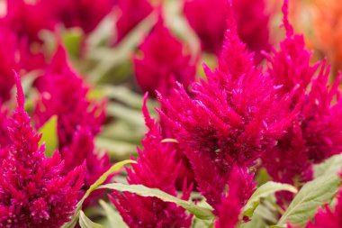 Parktaki güzel çiçek. Çük Tarağı, Çin Yün Çiçeği. 