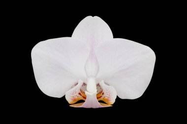 Siyah arkaplanda izole edilmiş orkide çiçeği - kırpma yolları
